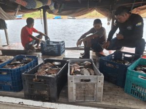 Imagem da notícia - Fiscalização reforça proteção ao tucunaré e combate pesca irregular em Barcelos